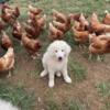 Great Pyrenees puppies