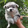 Merle Pomeranian Puppies