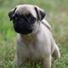 Beautiful Fawn Pug Girl Lasso