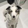 ISO: AKC Male Border Collie Stud 