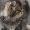 Beautiful Persian female kitten. CFA.