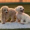 Wonderful puppies available bichpoo