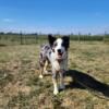 Male Australian Shepherd Free