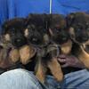 Von der Stadtrand German Shepherd Puppies