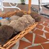 Chesapeake Bay Retriever pups