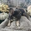 French Bulldog Puppies