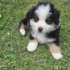 Miniature American Shepherd (mini aussie) pups