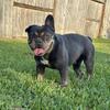 adult female french bulldog