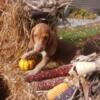 Full Blooded beagle puppies for sale 