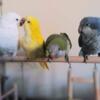 Albino quaker babies