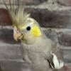 Hand Fed Yellow Cheek or Pastel Face Baby Female Cinnamon Cockatiel RARE