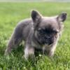 Bonnie fluffy Frenchie female pet only