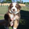 AKC registered Australian Shepherd pups