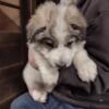 GREAT PYRENEES PUPPIES AKC