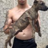 Male presa canario puppy