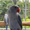 Double-factor Opaline Ringneck Babies