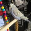 Rehoming female budgie