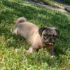 pug puppies looking for home