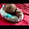 Northeast OH Two Silly Female Ferrets Will Warm Your Heart! Vet Checked, Vaccinated, Dewormed, Ready to Play!