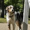 2 miniature Australian shepherds