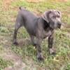 ADORABLE SOUTH AFRICAN BOERBOEL PUPPIES