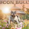 Triconbullys teddybear is open for stud