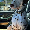 Dalmation
