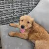 Golden Retriever Puppies