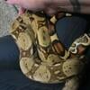 3 year old boa for sale