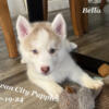 AKC Siberian Husky Puppies 9 weeks old