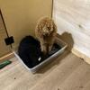 AKC Apricot Miniature Poodle Male