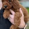 Poppy Mini Goldendoodle