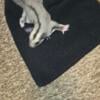 Young Female Sugar Gliders