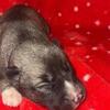 Akc Siberian husky puppies