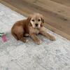 Golden retriever cocker spaniel