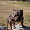 Micro Merle tri female bully