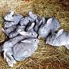 American Chinchilla Rabbits ready now