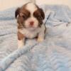 Shih-tzu Puppies AKC near Buffalo NY