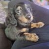 Dachshund puppy 