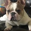 AKC French Bulldog Stud Only