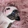 BEAUTIFUL BOSTON TERRIER  -MALE
