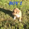 Standard Bully puppy MALE ~Last puppy~