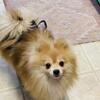 Pomeranian Male