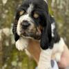 Basset Hound puppies
