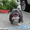 Ghost Tri Exotic Micro bully male