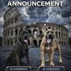 🚨AVAILABLE: 2 MALE CANE CORSO PUPPIES 🚨