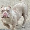 Merle pocket bully STUD