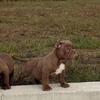 Micro Exotic American Bully Pup