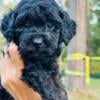 AKC health clear miniature poodle female