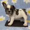 Kaleb-blue pied male French Bulldog